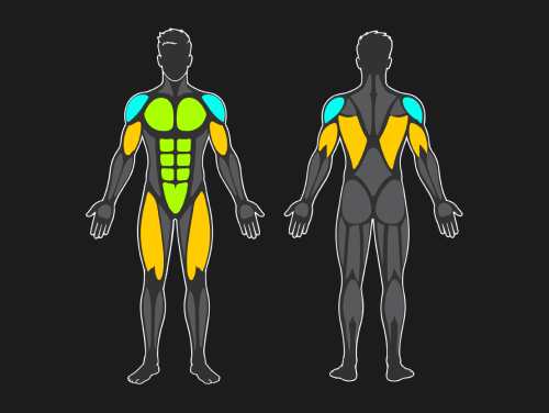 Muscle Breakdown
